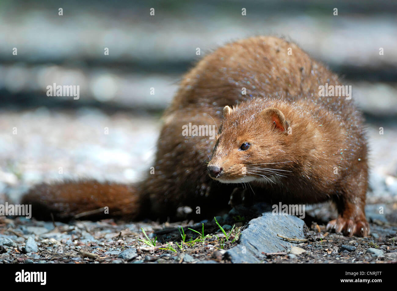 Vison (Mustela vison), close-up, le Canada, l'île de Vancouver Banque D'Images
