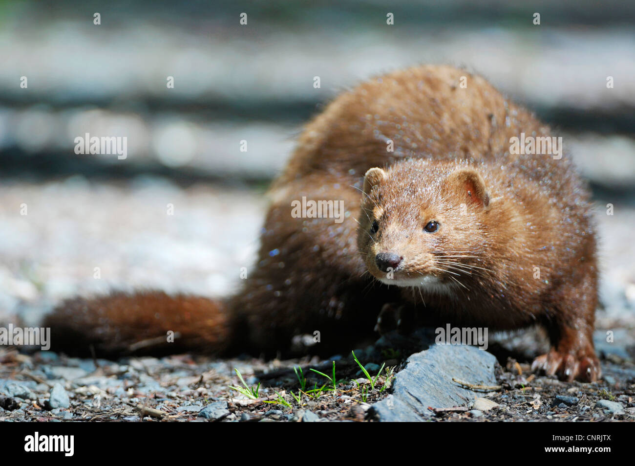 Vison (Mustela vison), close-up, le Canada, l'île de Vancouver Banque D'Images