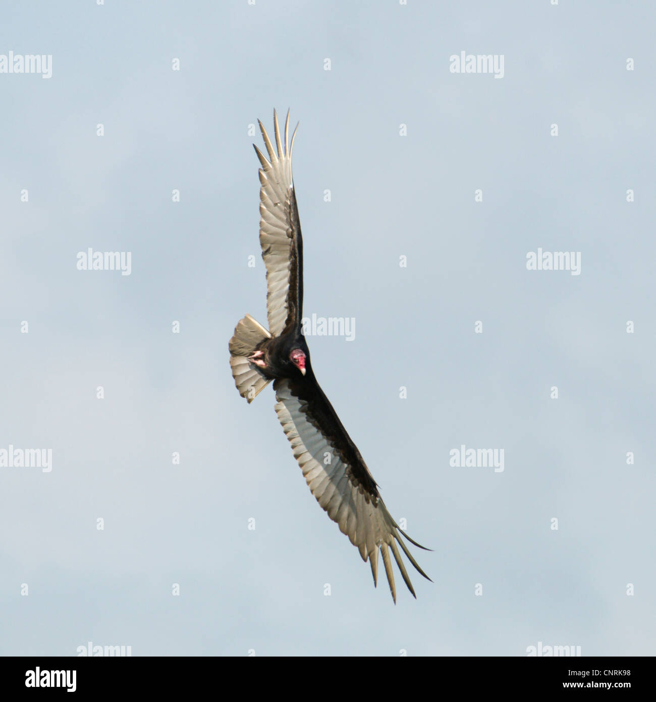 Urubu à tête rouge (Cathartes aura), voler, USA, Floride, le Parc National des Everglades Banque D'Images