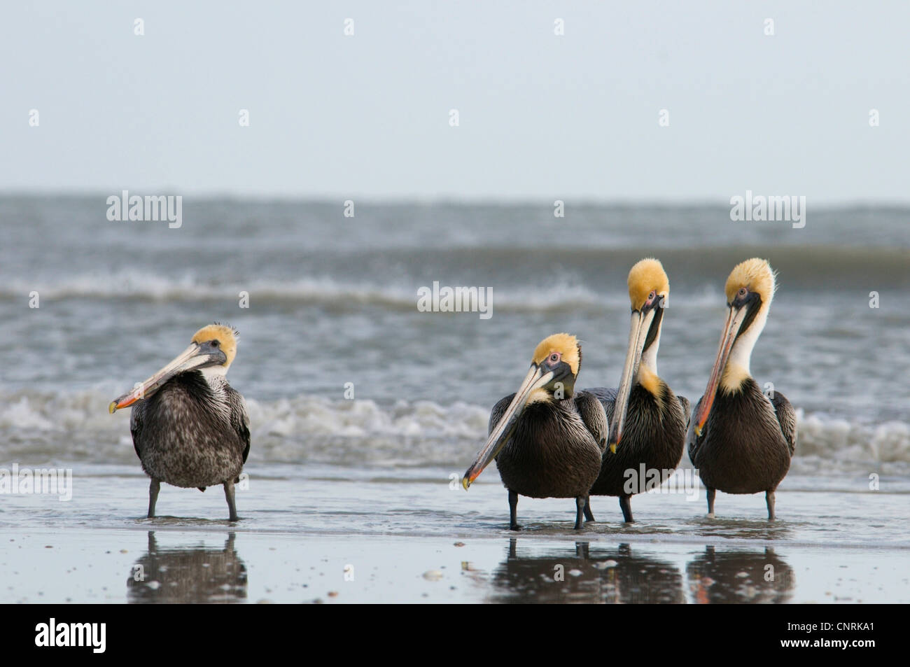 Pélican brun (Pelecanus occidentalis), Groupe debout à la plage en face de la mer, regarder les gens, aux Etats-Unis, en Floride, l'île de Sanibel Banque D'Images