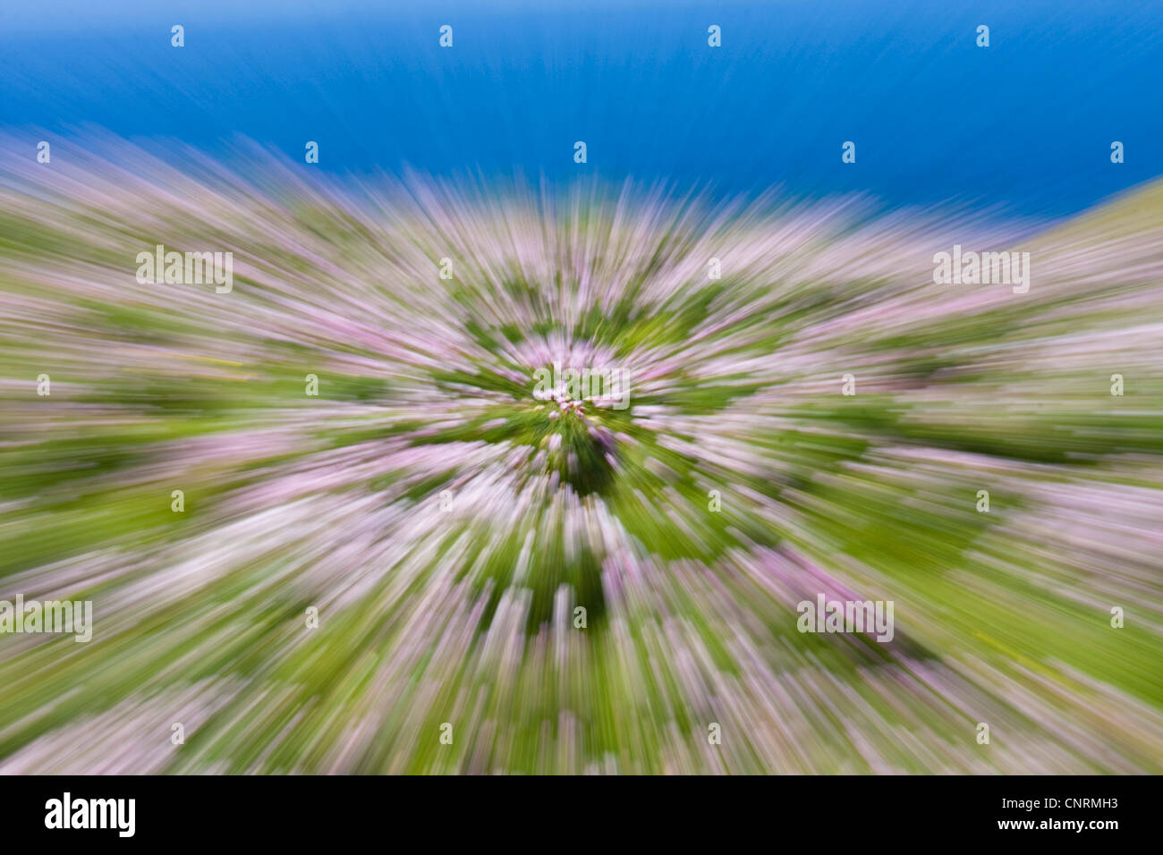 Sea thrift, western thrift (Armeria maritima), tapis de fleurs, effet Zoom, Royaume-Uni, Ecosse, îles Shetland, Fair Isle Banque D'Images