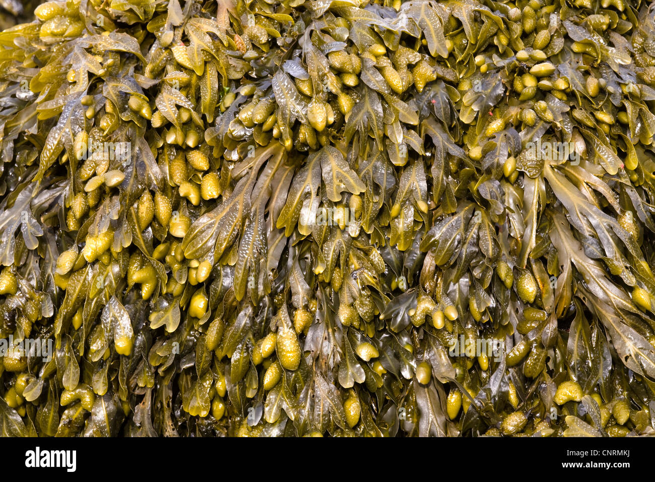 Bladderrack (Fucus vesiculosus), close-up, Royaume-Uni, Ecosse, îles Shetland, Fair Isle Banque D'Images
