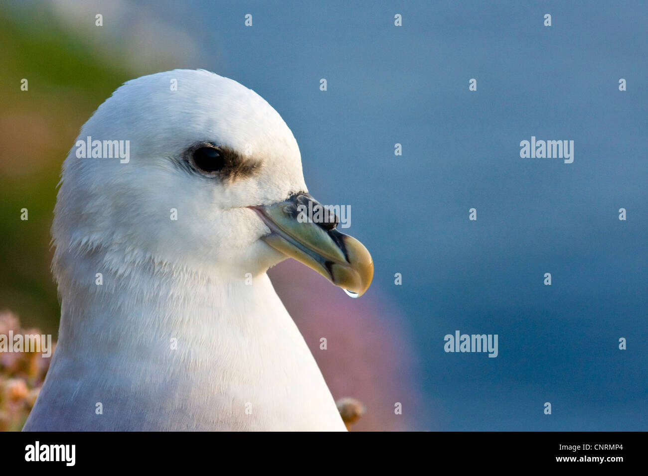 Le fulmar boréal (Fulmarus glacialis), portrait d'un oiseau avec excrété goutte de l'eau salée dans le projet de loi, Royaume-Uni, Ecosse, îles Shetland, Fair Isle Banque D'Images