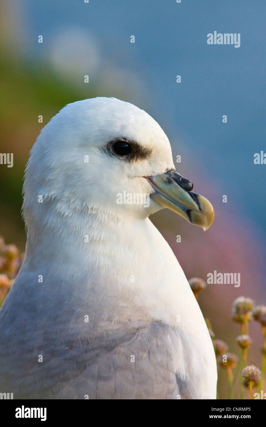 Le fulmar boréal (Fulmarus glacialis), portrait d'un oiseau avec excrété goutte de l'eau salée dans le projet de loi, Royaume-Uni, Ecosse, îles Shetland, Fair Isle Banque D'Images