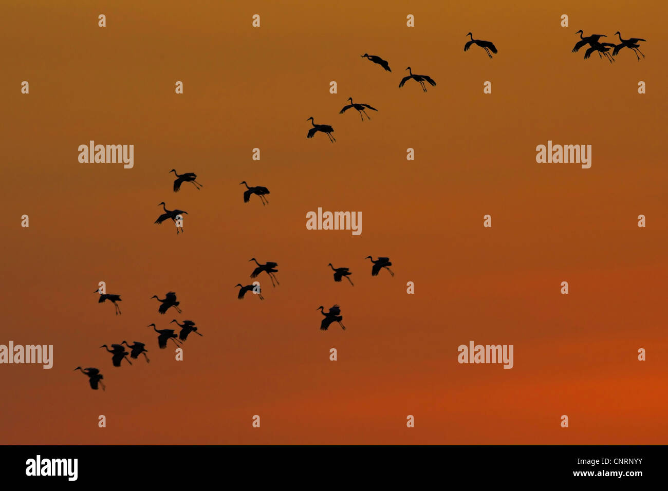 Grue du Canada (Grus canadensis), flock au ciel du soir, USA, Floride, Joe Overstreet Landing Banque D'Images