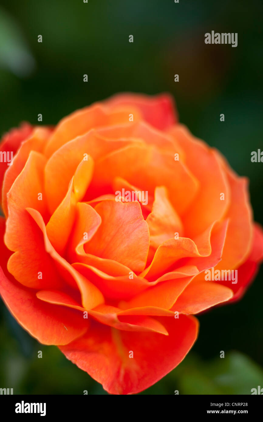 Détail Rose Orange Banque D'Images