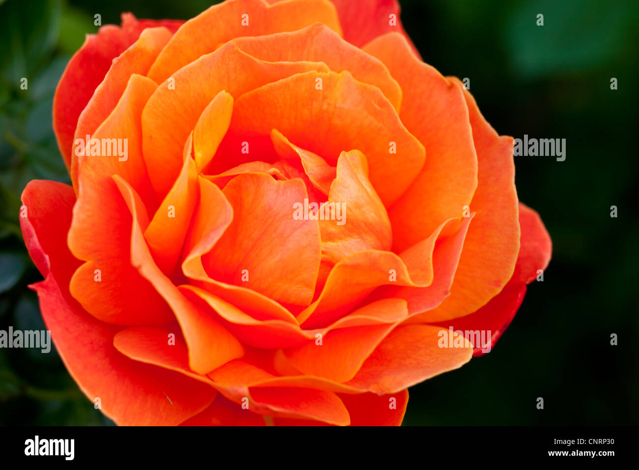 Détail Rose Orange Banque D'Images