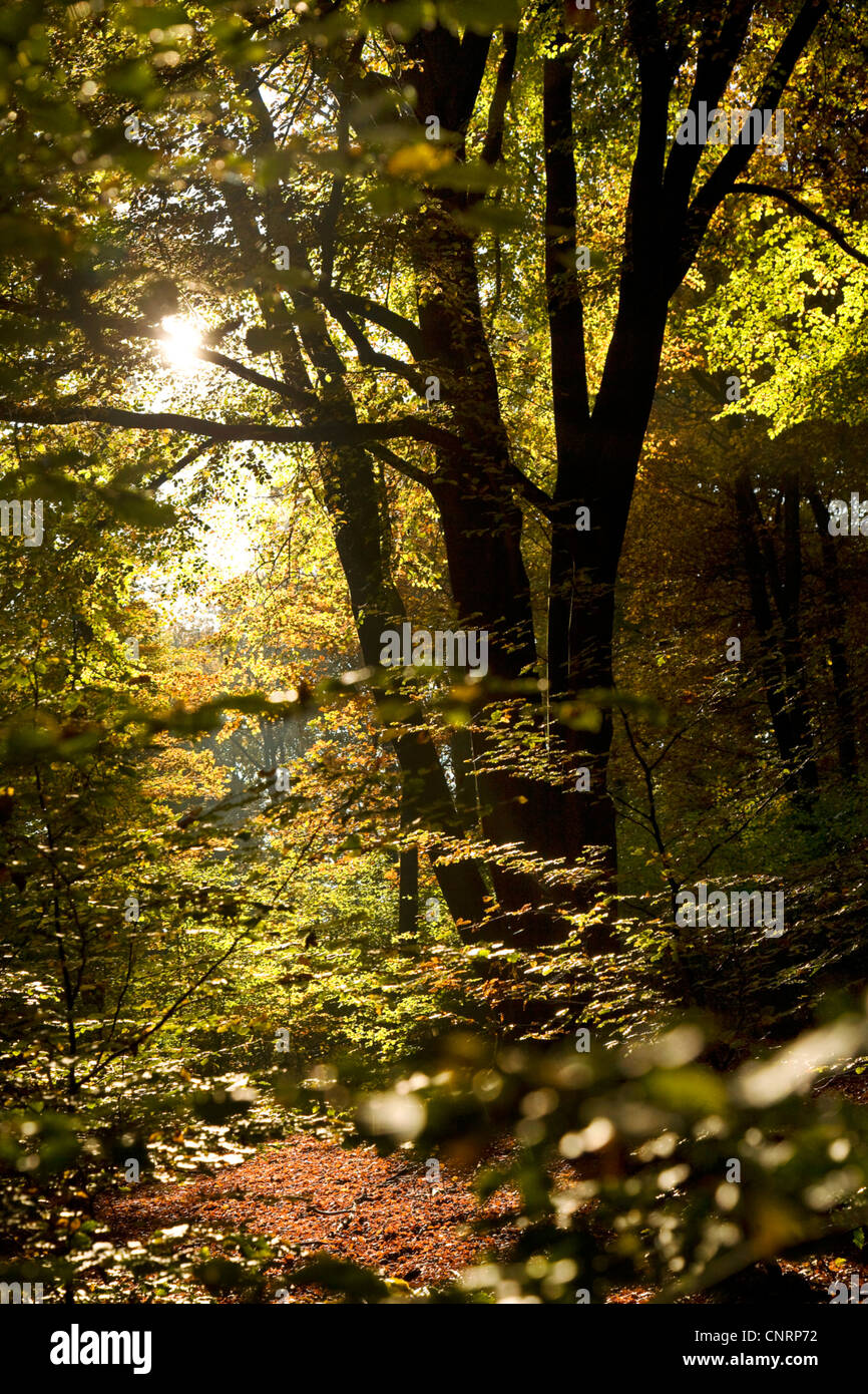 La forêt de feuillus à l'automne, en Allemagne, en Rhénanie du Nord-Westphalie Banque D'Images