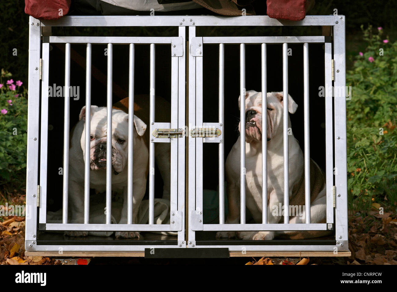 Bulldog Anglais (Canis lupus f. familiaris), deux bulldogs anglais dans un Banque D'Images