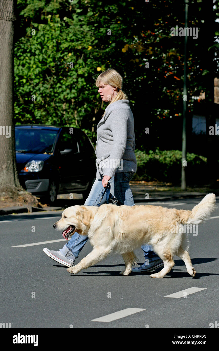 Golden Retriever (Canis lupus f. familiaris), une jeune fille traverse la rue avec son chien Banque D'Images