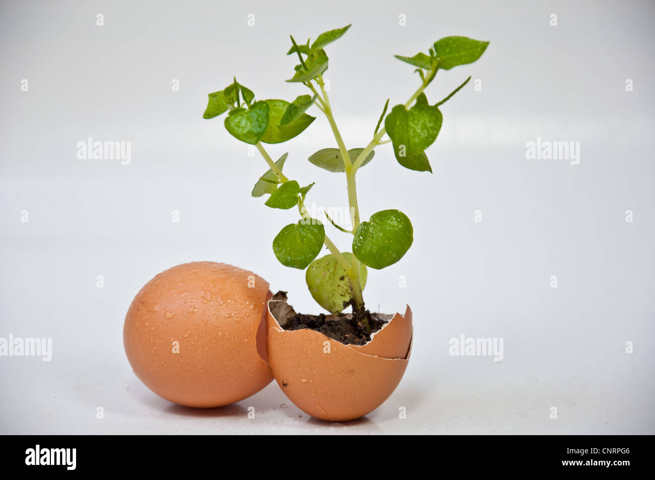 Arbre pour l'environnement Banque D'Images