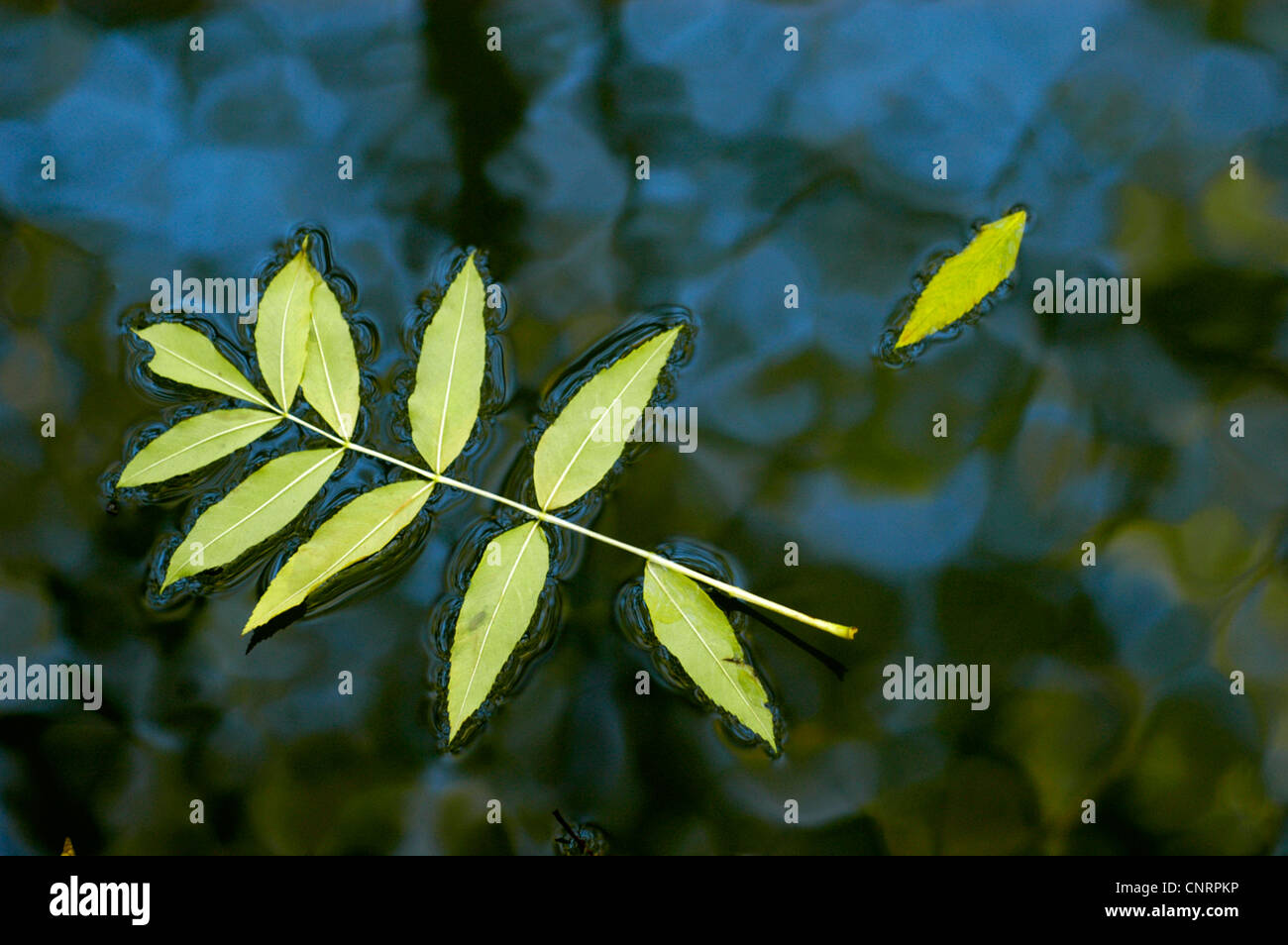 Frêne commun, frêne (Fraxinus excelsior), pousse des feuilles dans l'eau Banque D'Images