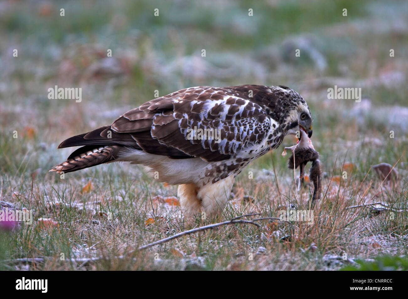 Eurasian buzzard (Buteo buteo), l'alimentation, de l'Allemagne, Hesse Banque D'Images