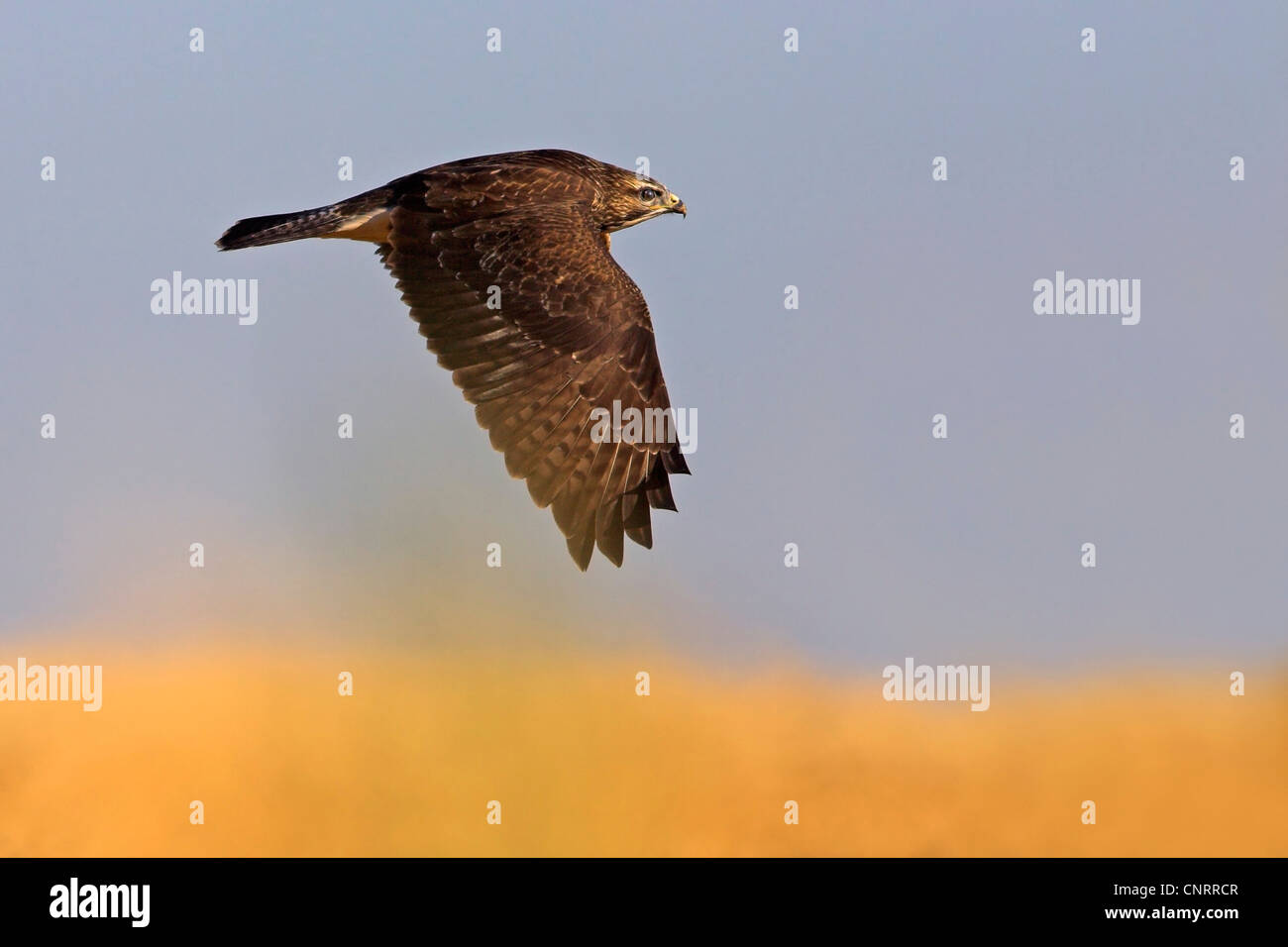 Eurasian buzzard (Buteo buteo), voler, Allemagne, Hesse Banque D'Images