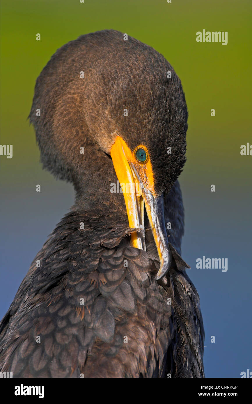Cormoran à aigrettes (Phalacrocorax auritus), plumage crae, USA, Floride, le Parc National des Everglades Banque D'Images