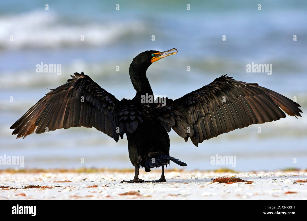 Cormoran à aigrettes (Phalacrocorax auritus), le soleil sur la plage, USA, Floride Banque D'Images
