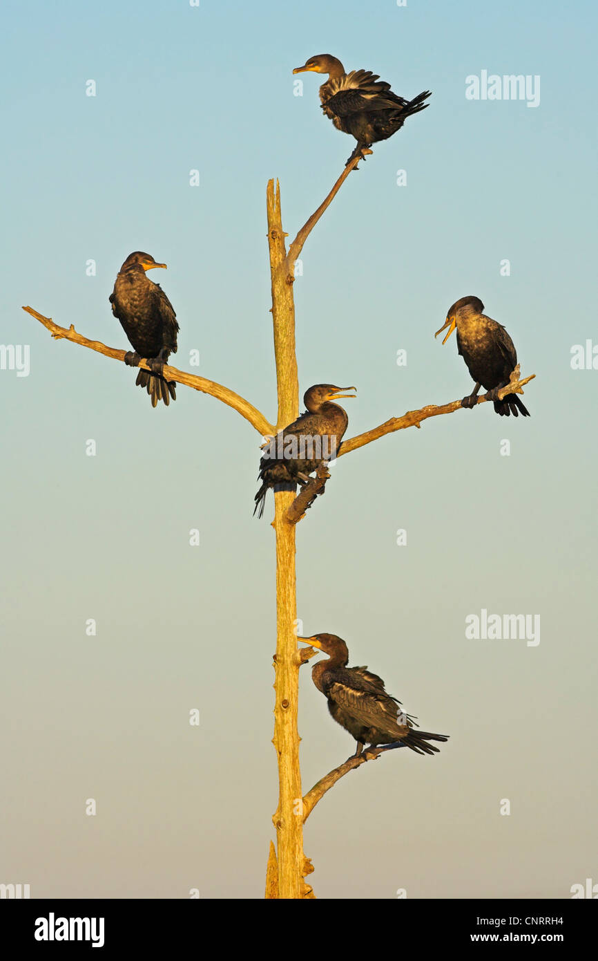 Cormoran à aigrettes (Phalacrocorax auritus), cinq personnes sur un arbre mort, USA, Floride Banque D'Images