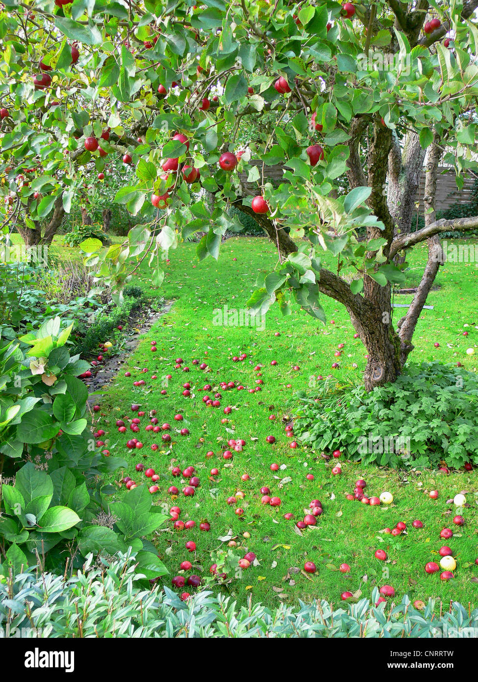 Pommier (Malus domestica), manne, ALLEMAGNE, Basse-Saxe, Frise Orientale, Westermarsch Banque D'Images