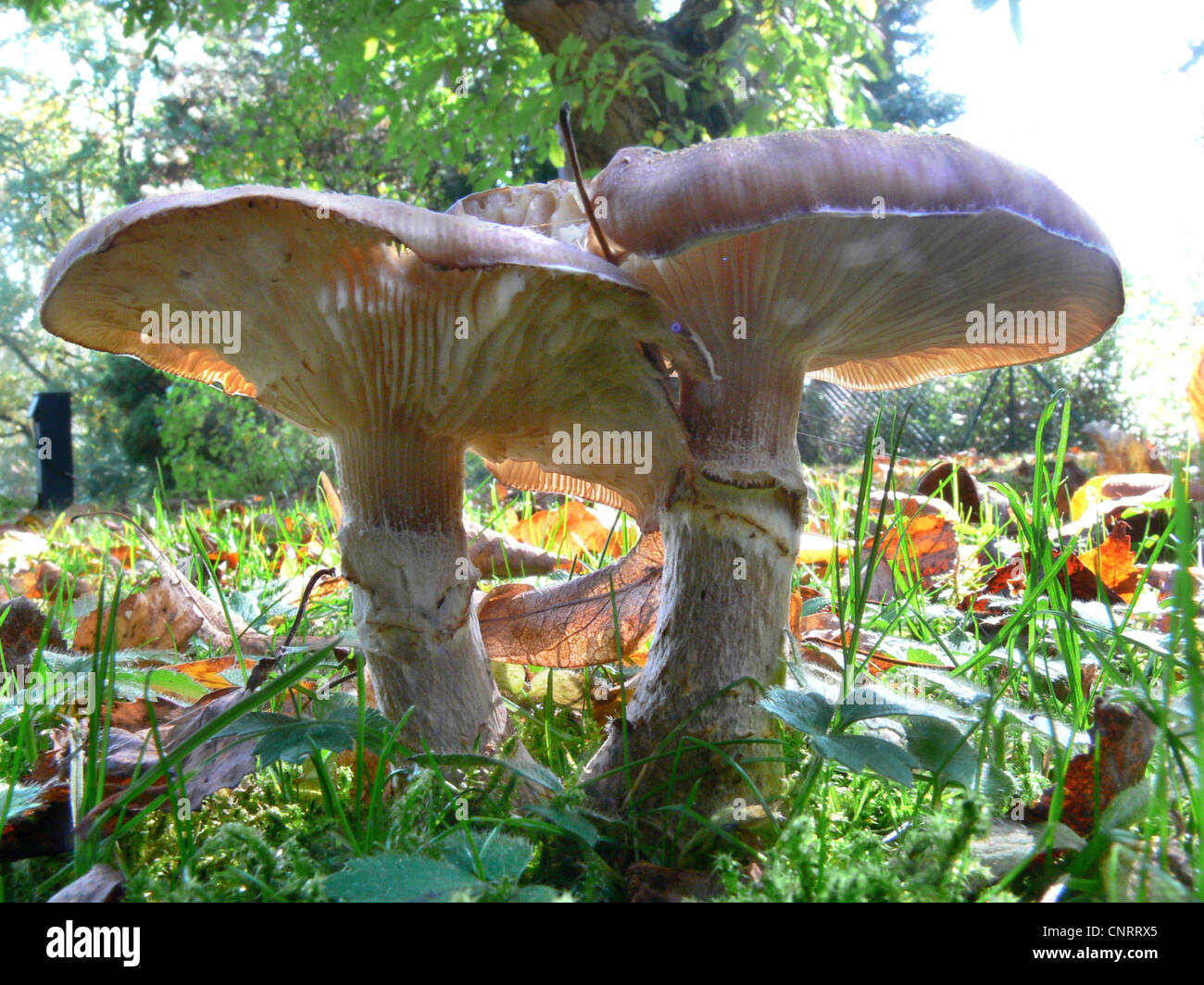Les champignons en automne, Allemagne, Schleswig-Holstein, Luetjensee Banque D'Images
