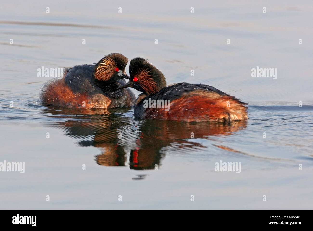 Grèbe à cou noir (Podiceps nigricollis), en couple, en Allemagne, Bade-Wurtemberg, Wagbachniederung Banque D'Images