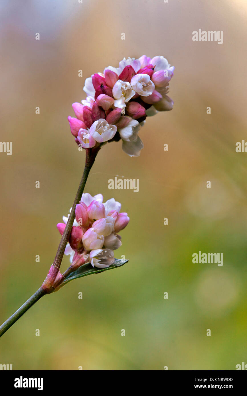 La renouée persicaire (Polygonum persicaria), inflorescence, Allemagne, Rhénanie du Nord-Westphalie Banque D'Images