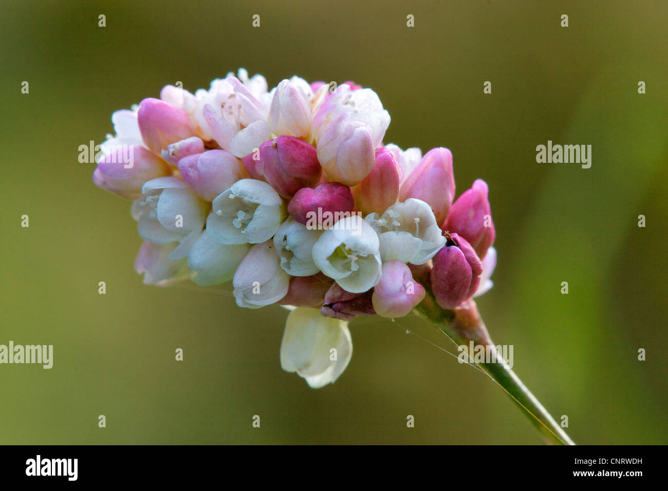 La renouée persicaire (Polygonum persicaria), inflorescence, Allemagne, Rhénanie du Nord-Westphalie Banque D'Images