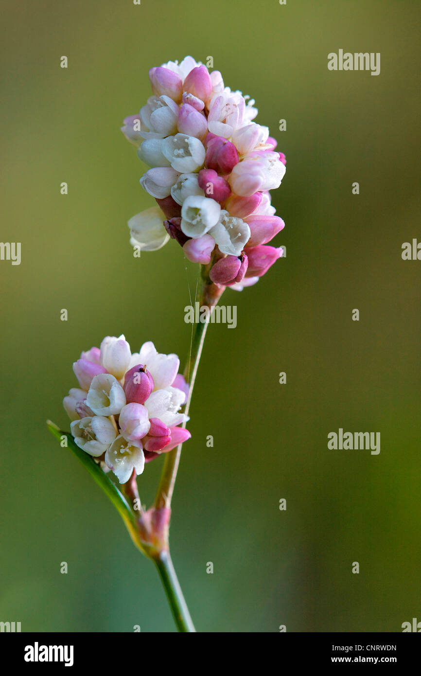 La renouée persicaire (Polygonum persicaria), inflorescence, Allemagne, Rhénanie du Nord-Westphalie Banque D'Images