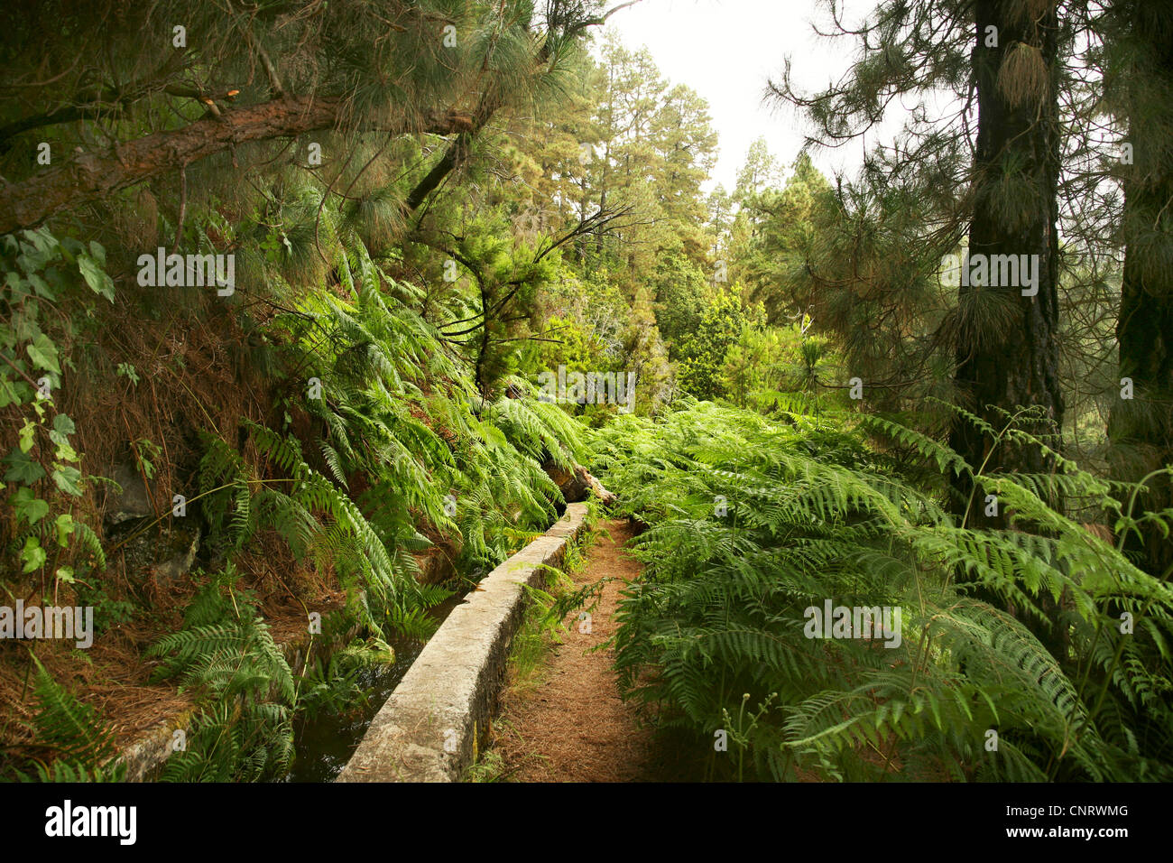 Levada dans la forêt laurifère, canal d'irrigation artificielle pour les régions côtières plus sec dans le Sud, îles Canaries, La Palma Banque D'Images