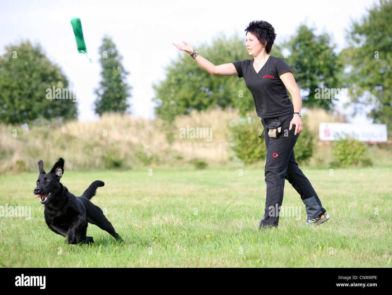 Labrador Retriever (Canis lupus f. familiaris), la formation de l'extraction avec Mistress au sol forage chien Banque D'Images
