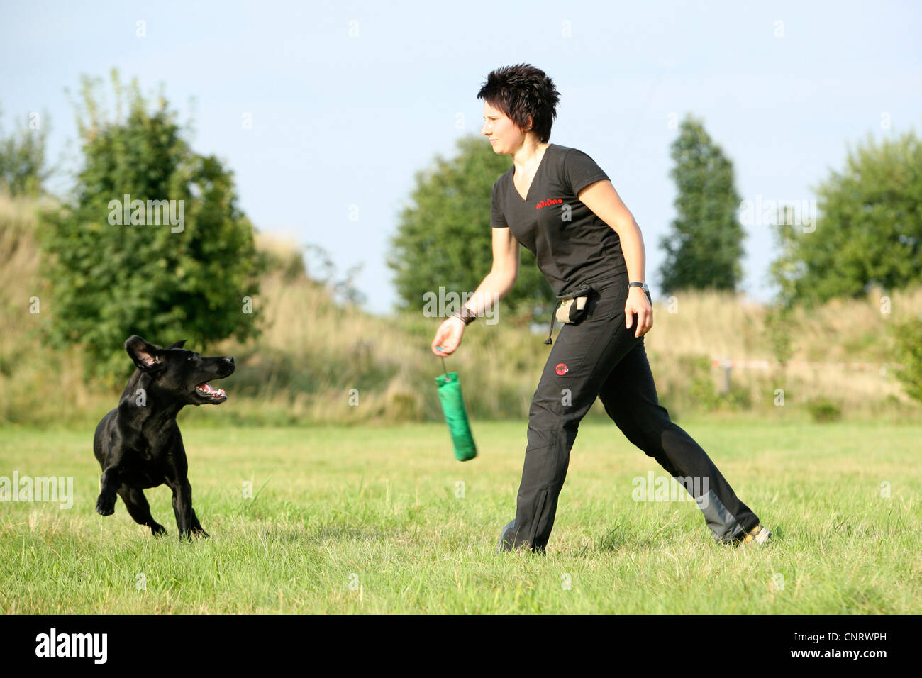 Labrador Retriever (Canis lupus f. familiaris), la formation de l'extraction avec Mistress au sol forage chien Banque D'Images
