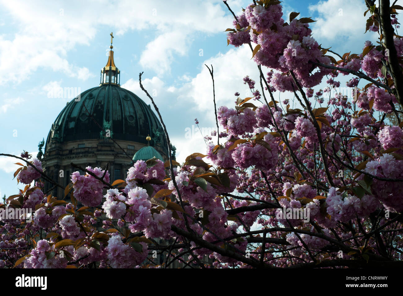 Le dôme de la cathédrale de Berlin, situé sur l'île aux musées de Berlin Mitte au printemps Banque D'Images
