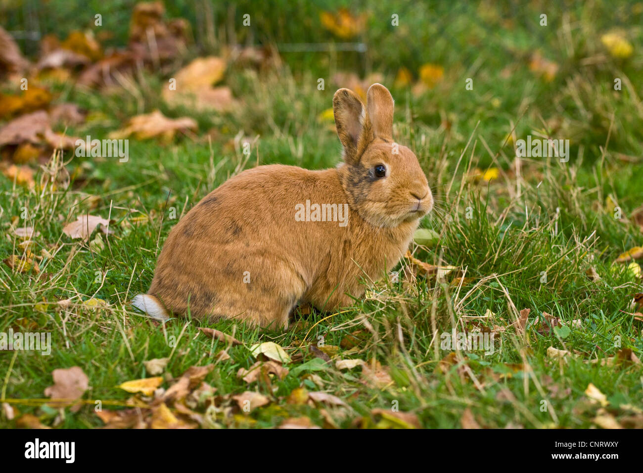 Lapin nain (Oryctolagus cuniculus f. domestica), Red Dwarf Rabbit sitting in meadow Banque D'Images