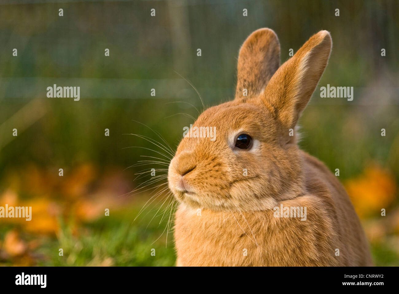 Lapin nain (Oryctolagus cuniculus f. domestica), lapin nain rouge, portrait Banque D'Images