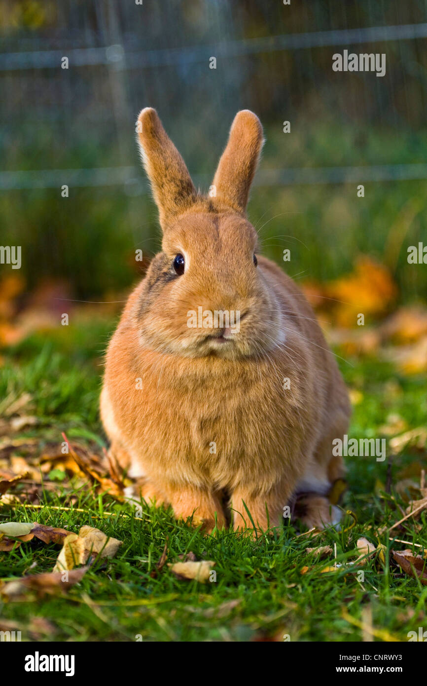 Lapin nain (Oryctolagus cuniculus f. domestica), Red Dwarf Rabbit sitting in meadow Banque D'Images