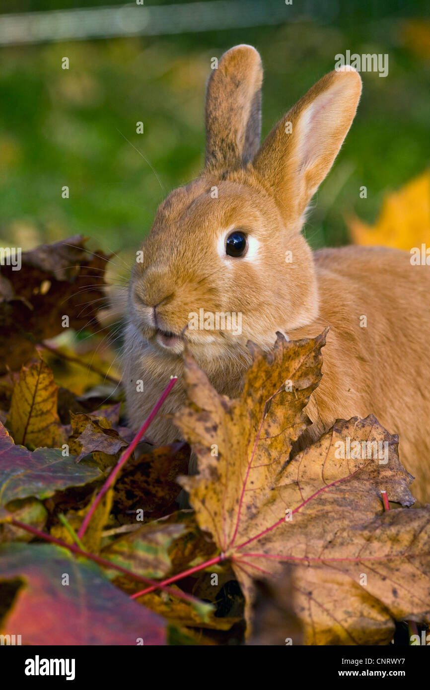 Lapin nain (Oryctolagus cuniculus f. domestica), lapin nain rouge grignoter les feuilles d'érable Banque D'Images