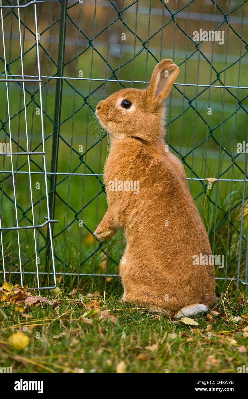Lapin nain (Oryctolagus cuniculus f. domestica), lapin nain rouge s'asseoir et beg Banque D'Images