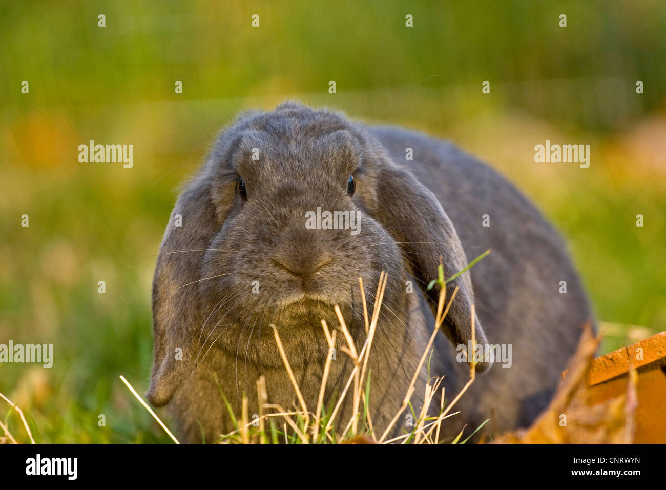 Lapin nain (Oryctolagus cuniculus f. domestica), Bleu Mini Lop assis dans le pré Banque D'Images
