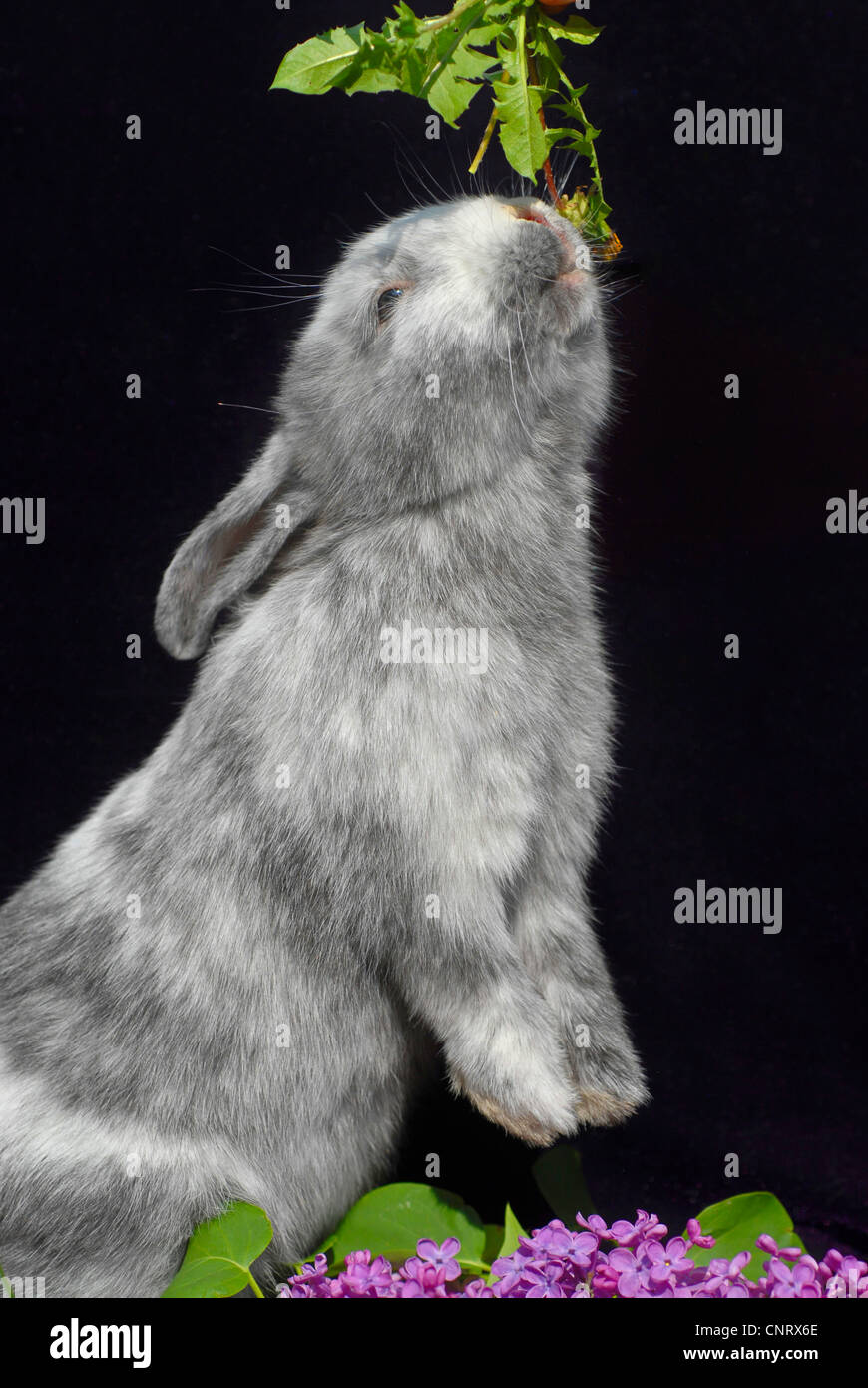Lapin nain (Oryctolagus cuniculus f. domestica), race Rhoen lapin Banque D'Images