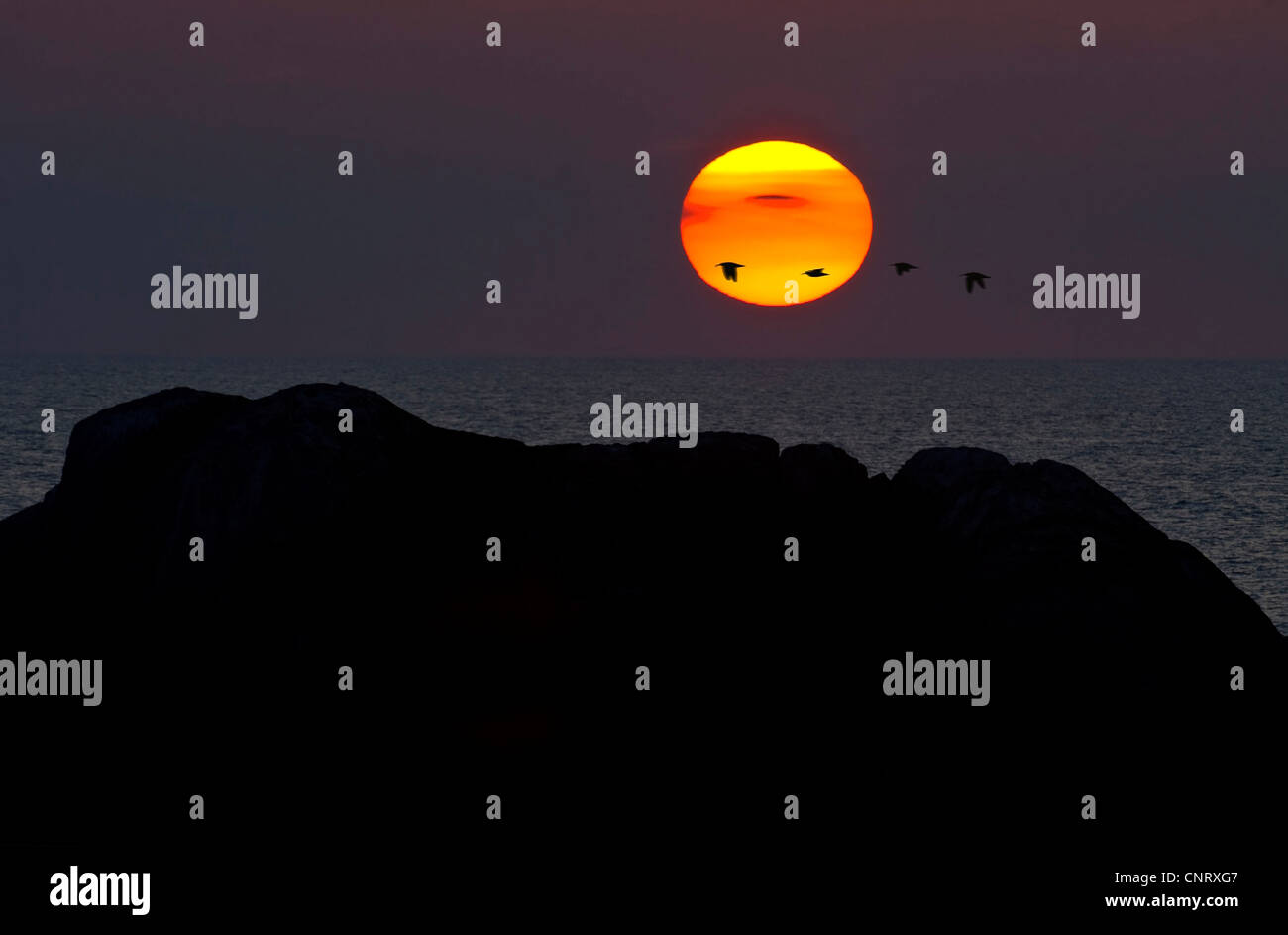 Coucher du soleil d'avril avec les oiseaux migrateurs. De Hidra dans le sud-ouest de la Norvège, la Norvège. Banque D'Images