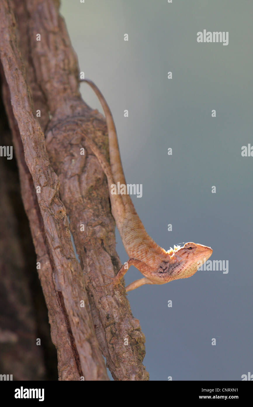 Sang commun Sucker, Indian Tree Lézard, lézard Calotes versicolor (jardin), dans un journal à contre-jour, la Thaïlande, Khao Lak NP Banque D'Images