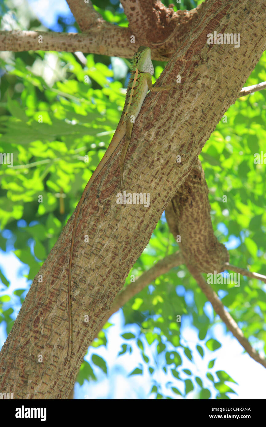 Sang commun Sucker, Indian Tree Lézard, lézard Calotes versicolor (jardin), assis à une brindille, Thaïlande, Khao Lak NP Banque D'Images