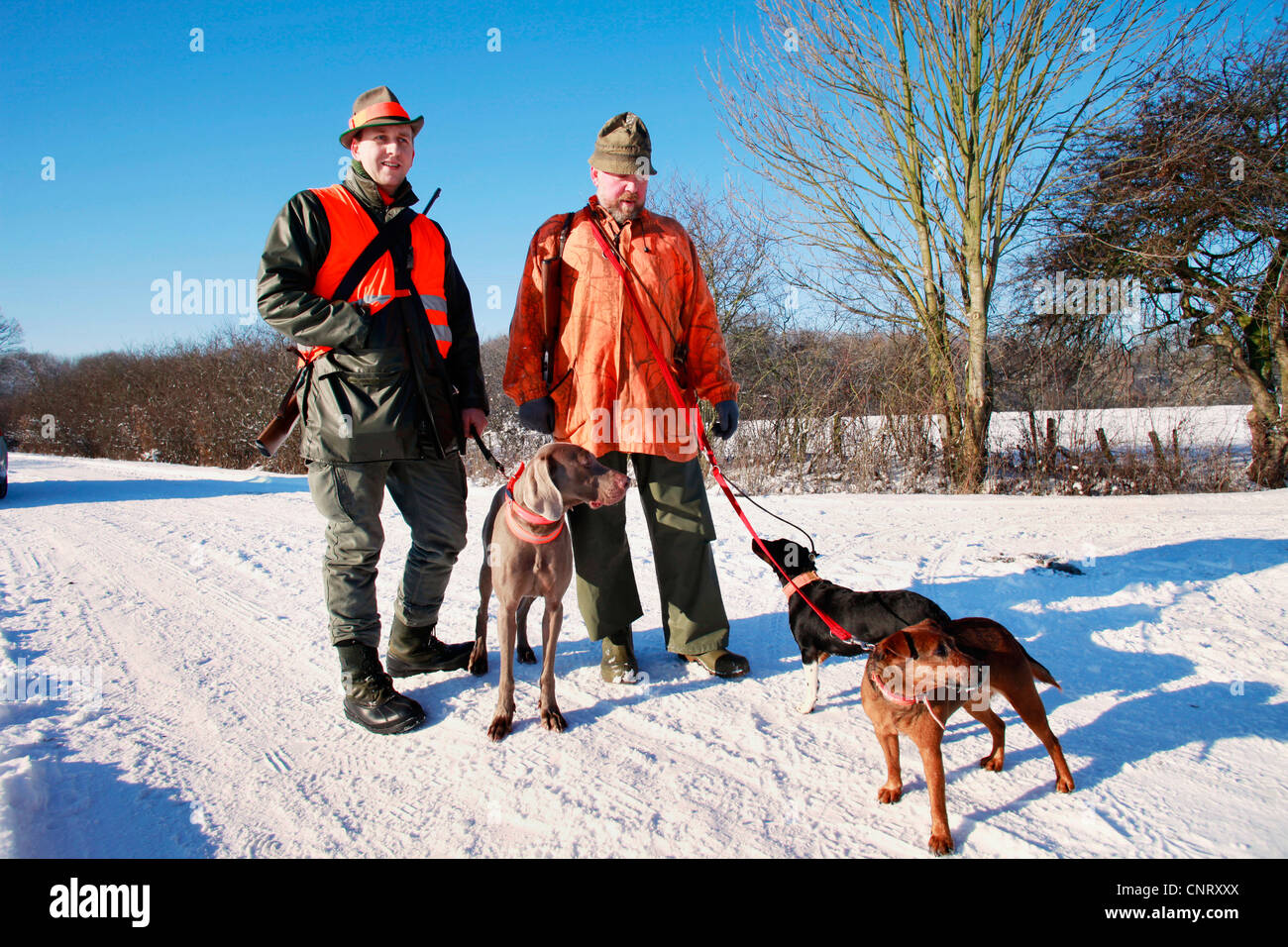 Braque (Canis lupus f. familiaris), hunter avec leurs chiens en hiver, Allemagne Banque D'Images