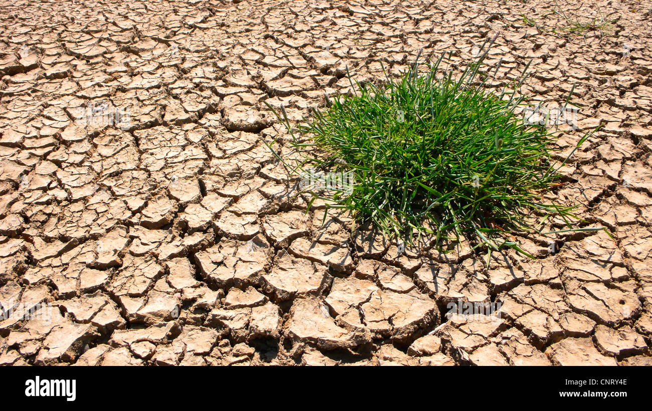 La sétaire verte, herbe flottante de la sétaire verte, la sétaire verte, l'eau des marais, la sétaire géniculés (Alopecurus geniculatus), sol sec avec fissures de retrait et un brodé, Allemagne, Schleswig-Holstein Banque D'Images