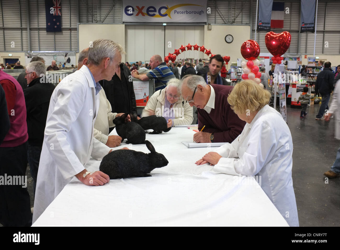 Lapin en montrant Banque D'Images
