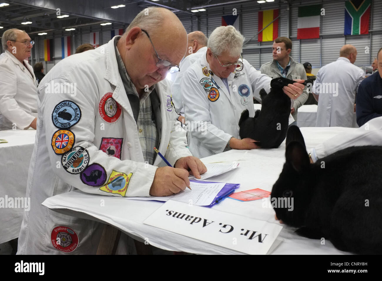 Lapin en montrant Banque D'Images