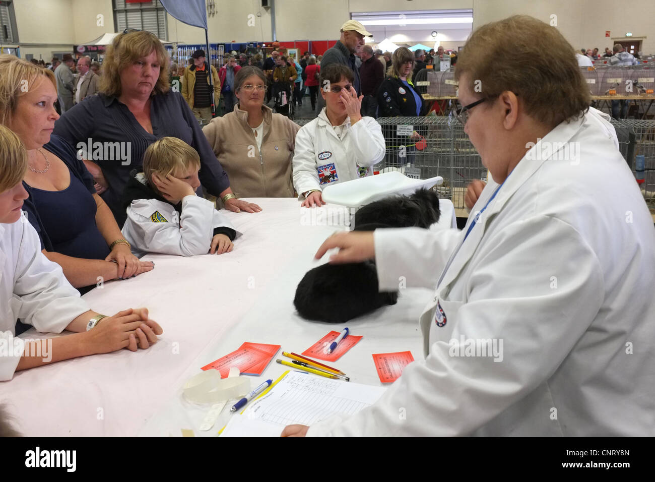 Lapin en montrant Banque D'Images