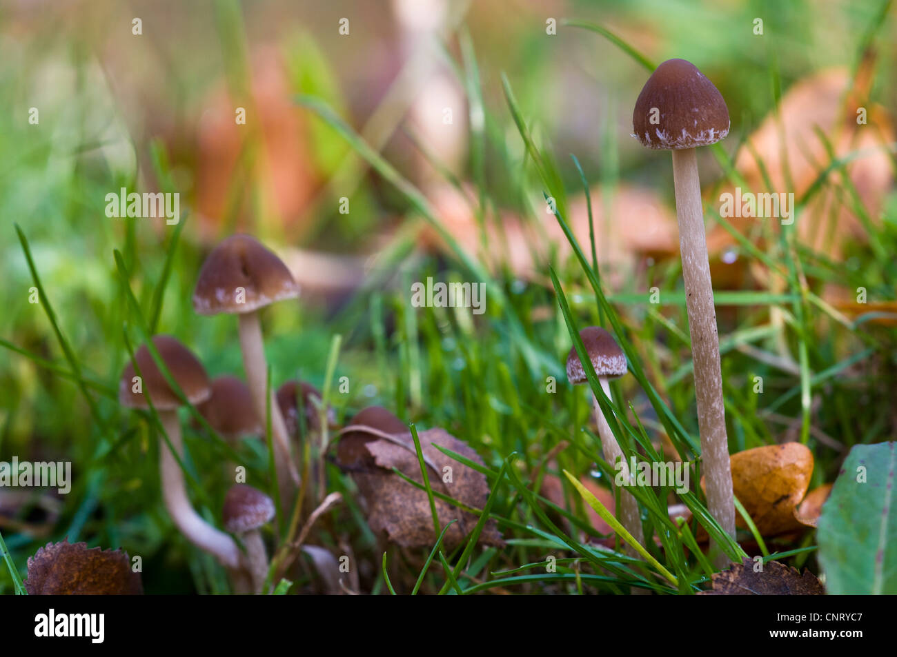 Psathyrella bipellis Brittlestem (champignons) de plus en plus dans l'herbe haute, bois de race Sussex de l'Ouest. Novembre. Banque D'Images