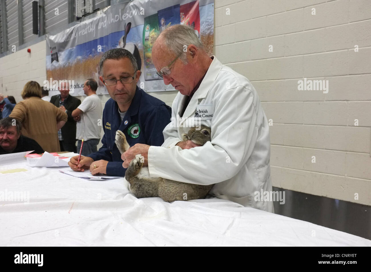 Lapin en montrant Banque D'Images