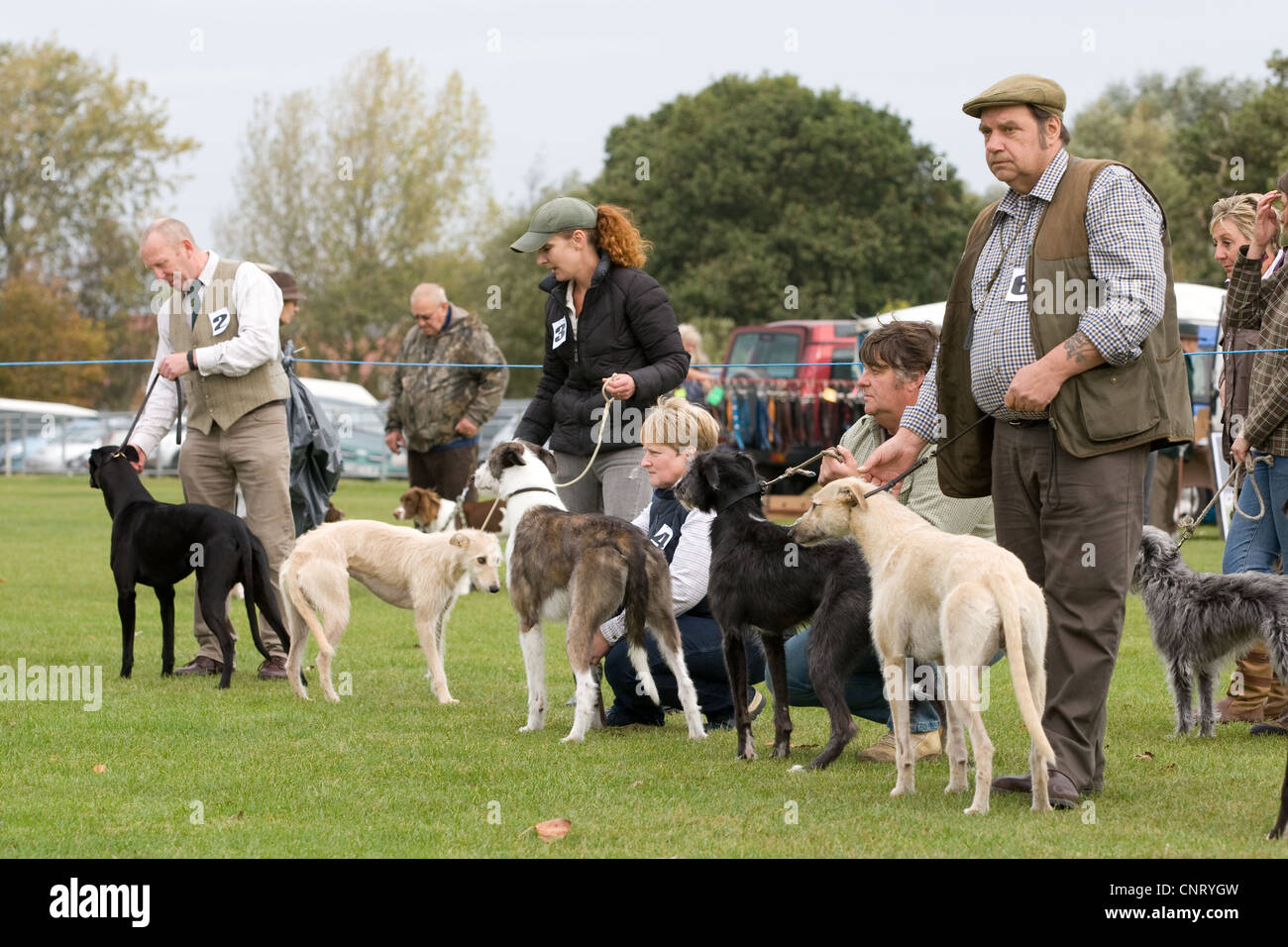 Lurchers présentée à un Country Fair Banque D'Images