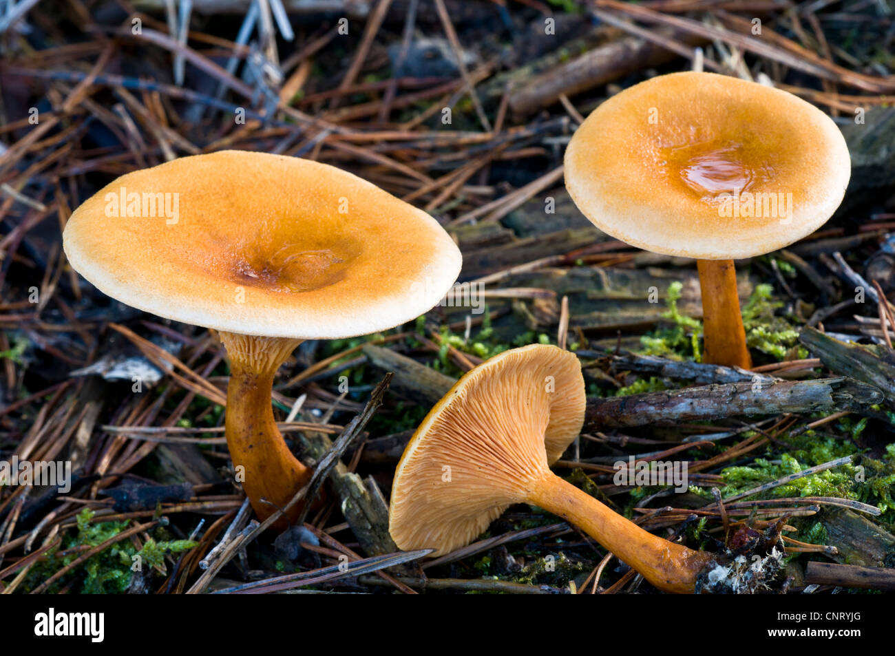 Fausse chanterelle (Hygrophoropsis aurantiaca) champignons poussant entre les aiguilles de pin tombées en haute Brede Woods. Banque D'Images